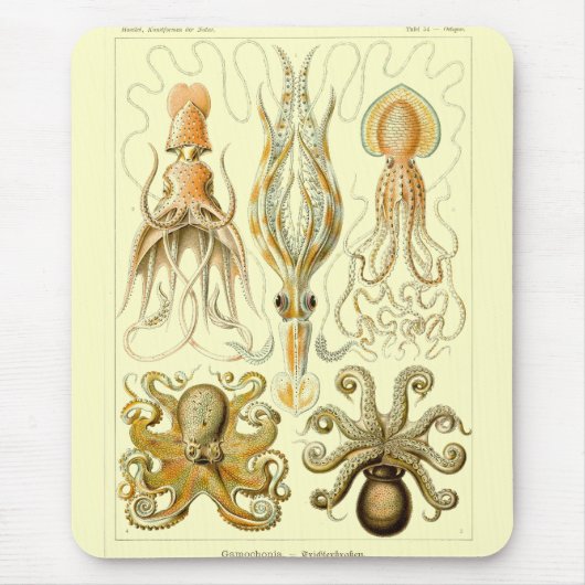 Tapis De Souris Haeckel (Devant)
