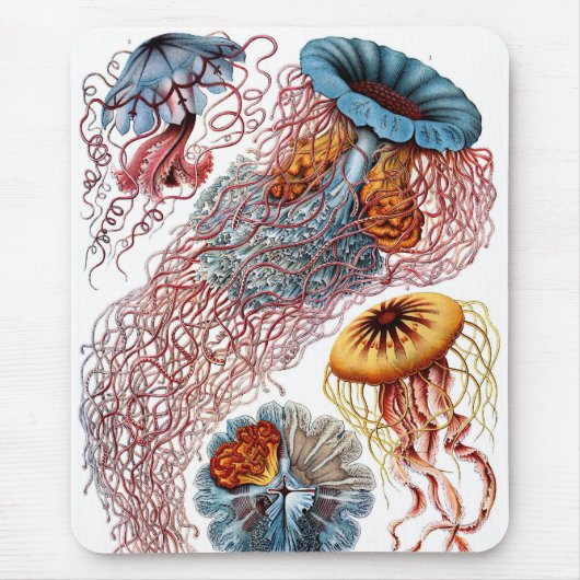 Tapis De Souris Haeckel (Devant)
