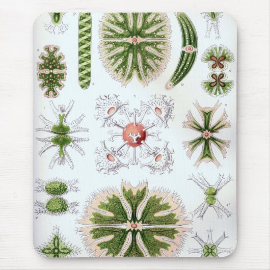 Tapis De Souris Haeckel (Devant)
