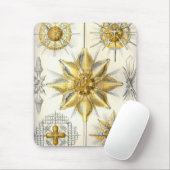 Tapis De Souris Haeckel (Avec souris)