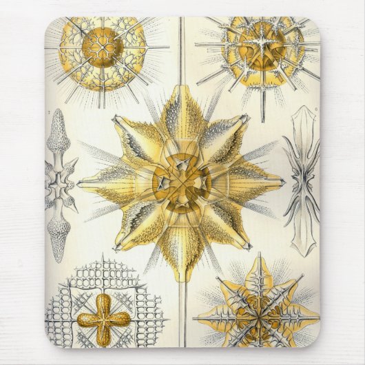 Tapis De Souris Haeckel (Devant)