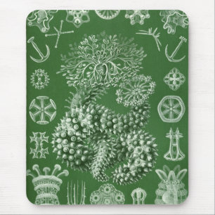 Tapis De Souris Haeckel