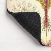 Tapis De Souris Haeckel vintage (Coin)
