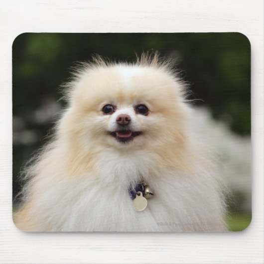 Tapis De Souris Headshot 1 de Pomeranian (Devant)