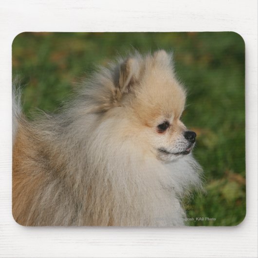 Tapis De Souris Headshot 2 de Pomeranian (Devant)