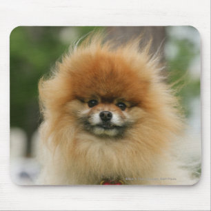 Tapis De Souris Headshot de Pomeranian regardant l'appareil-photo