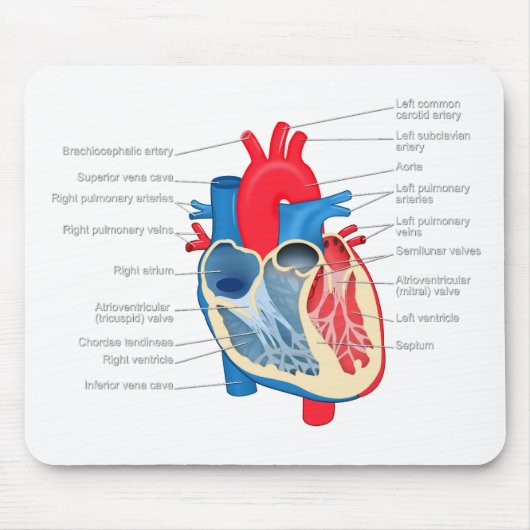 Tapis De Souris Heart_Anatomy (Devant)