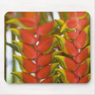 Tapis De Souris Héliconia suspendu, fruits de mardi en semaine &