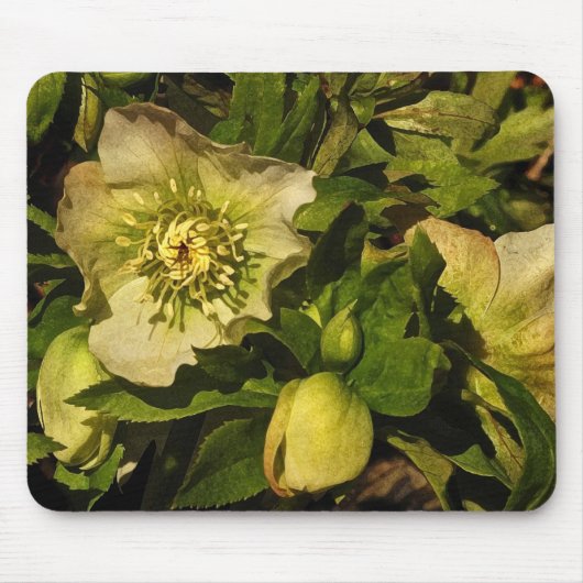 Tapis De Souris Hellebore de rose Lenten (Devant)