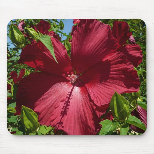 Tapis De Souris Hibiscus Flower and Blue Sky (Devant)