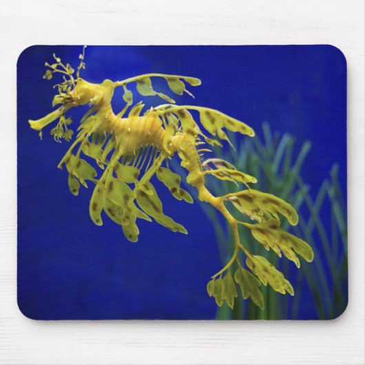 Tapis De Souris Hippocampe (Devant)
