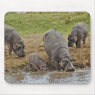 Tapis De Souris Hippopotame, Hippopotamus amphibius, Serengeti