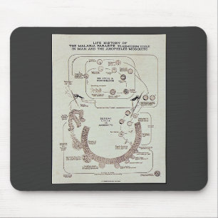 Tapis De Souris Histoire de vie du parasite de malaria Plasmodiume