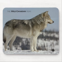 Hiver - Loup
