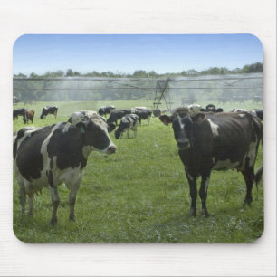 Tapis De Souris Holstein Cattle Mousepad