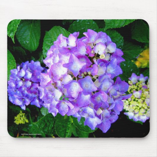 Tapis De Souris Hortensia d'été (Devant)