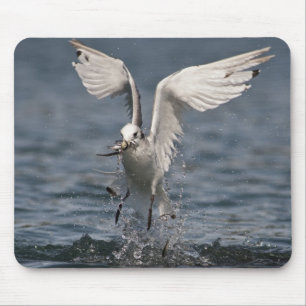 Tapis De Souris Hovering Kittiwake