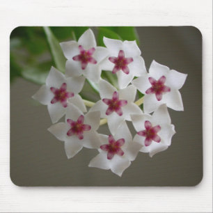 Tapis De Souris Hoya lanceolata ssp. bella