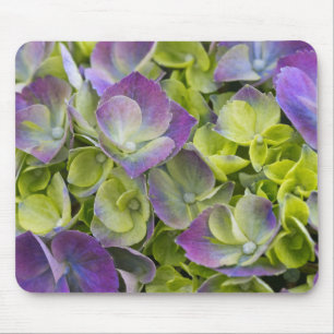 Tapis De Souris Hydrangea du jardin de Keukenhof