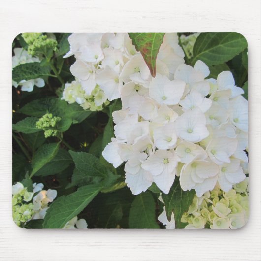 Tapis De Souris Hydrangeas Blancs (Devant)