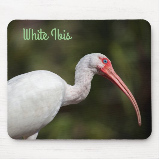Tapis De Souris Ibis blanc (Devant)