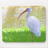 Tapis De Souris Ibis Sur Une Jambe Photo (Devant)