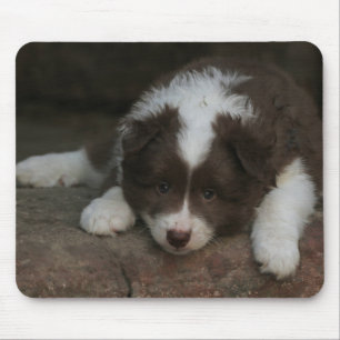 Tapis De Souris IcelandicSheepdog_20171201_by_JAMFoto