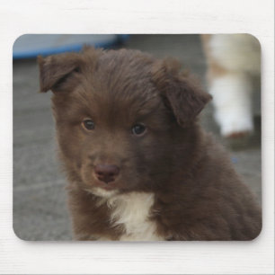 Tapis De Souris IcelandicSheepdog_20171202_by_JAMFoto