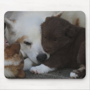 Tapis De Souris IcelandicSheepdog_20171203_by_JAMFoto