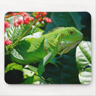 Tapis De Souris Iguana, Animal, Nature