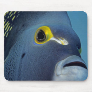 Tapis De Souris Îles Caïmans, Poisson ange français Pomacanthus