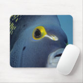 Tapis De Souris Îles Caïmans, Pomacanthus française (Avec souris)