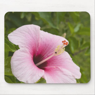 Tapis De Souris Îles Cook, Atiu. Fleur d'Hibiscus.
