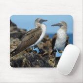 Tapis De Souris Îles Galapagos, île Isabela (Avec souris)