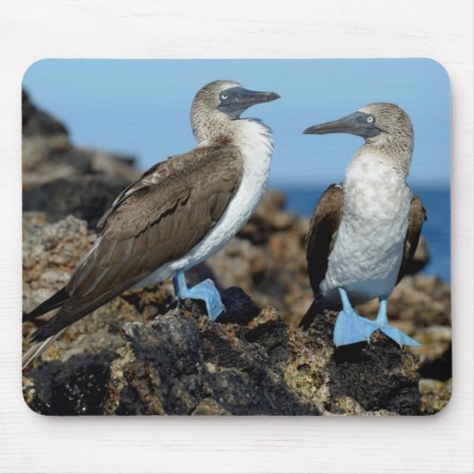 Tapis De Souris Îles Galapagos, île Isabela (Devant)
