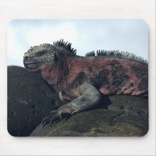 Tapis De Souris Îles Galápagos Noir Iguana