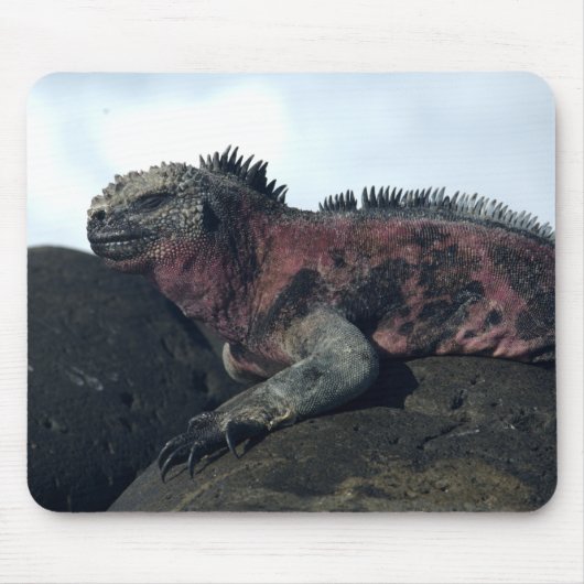 Tapis De Souris Îles Galápagos Noir Iguana (Devant)