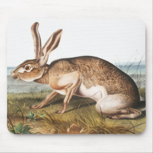 Tapis De Souris Illustration de lapin Lièvre texan (Lepus Texianus