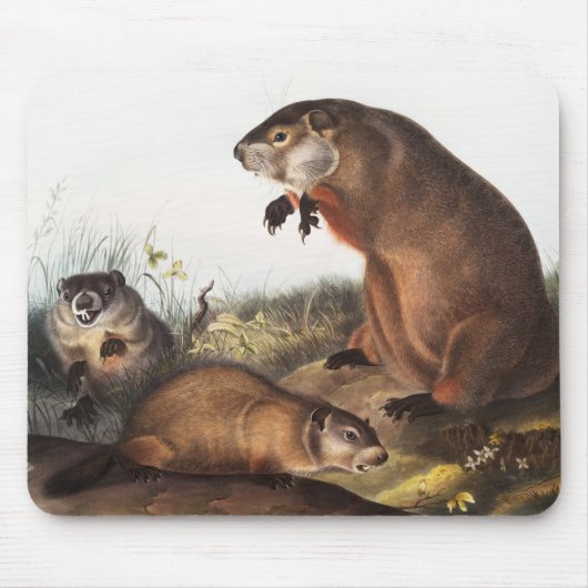 Tapis De Souris Illustration de Woodchuck (Arctomys monax) (Devant)