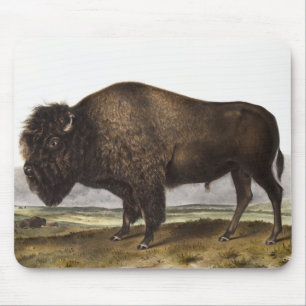 Tapis De Souris Illustration du bison américain (Bos Americanus)