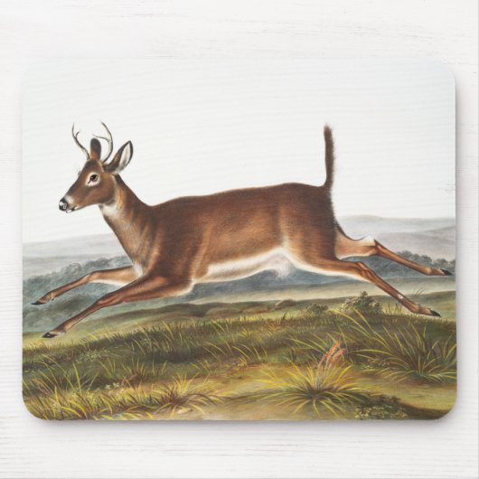 Tapis De Souris Illustration du cerf à queue longue (Cervus leucur (Devant)