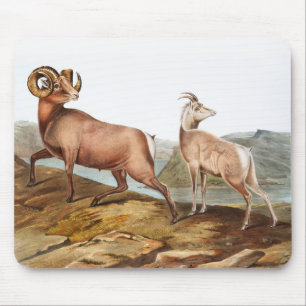 Tapis De Souris Illustration du mouton des Rocheuses (Ovis montana