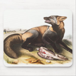 Tapis De Souris Illustration du renard croisé américain (Canis vul