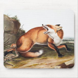 Tapis De Souris Illustration du Renard rouge américain (Vulpes Ful