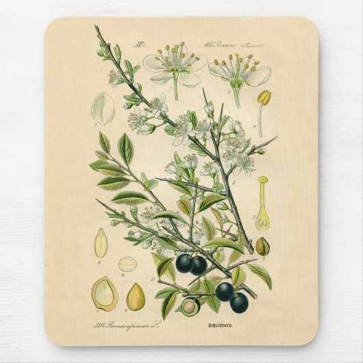 Tapis De Souris Impression botanique antique - Blackthorn (Devant)