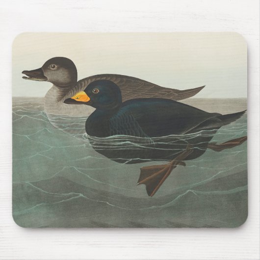 Tapis De Souris Impression de Macreuse noire d'Audubon : Canard cô (Devant)