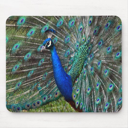 Tapis De Souris Impression de paon coloré (Devant)