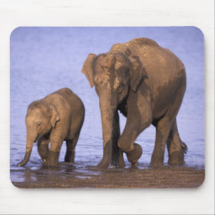 Tapis De Souris Inde, Parc national de Nagarhole. Eléphant d'Asie