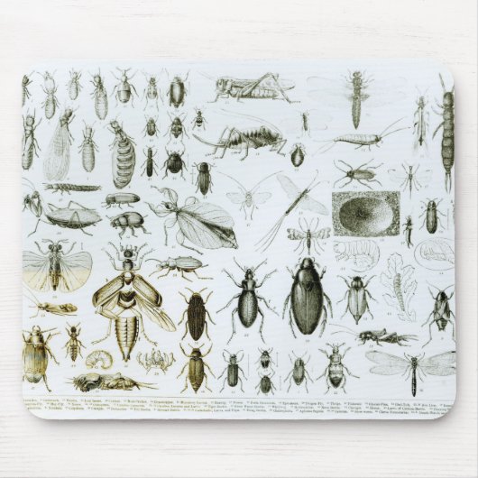 Tapis De Souris Insectes d'entomologie (Devant)