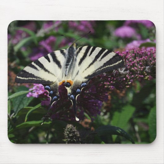 Tapis De Souris Iphiclides podalirius (Devant)